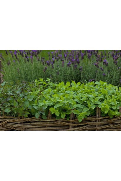 М`ята перцева Ментолова в ландшафті